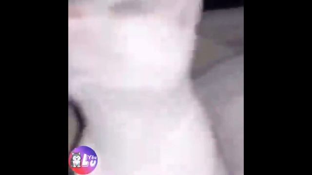 Приколы с КОШКАМИ, СОБАКАМИ и другими животными 💝😍💝 ## Часть 1 смотреть онлайн