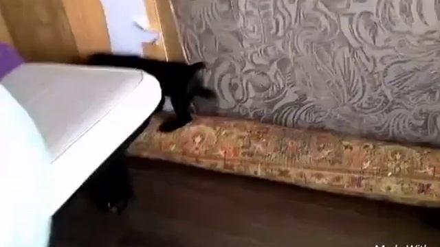 ВЛОГ/Спаниель Мэри дома смотреть онлайн