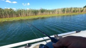 Ловля щуки троллингом,на лодке с мотором.29,06,22 го.