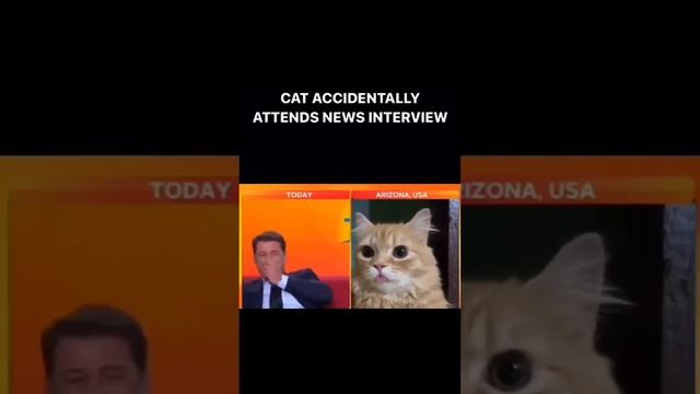 ДомашниеПитомцы