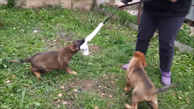 Кобель, 2 мес смотреть онлайн