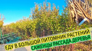 Едем в питомник растений. Саженцы, рассада и деревья. Покупка плодовых деревьев. Большой выбор.