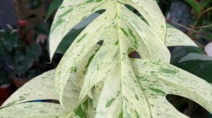 Philodendron Epipremnum pinnatum marble