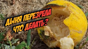 дыня перезрела, как извлечь из этого пользу?