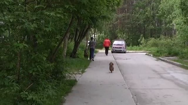 Максим ПУХОВ о ремонте дорог и тротуаров во дворах смотреть онлайн