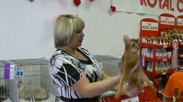 Funny Cat Club - "Кошачий Ля'муррр" в Омске 31 смотреть онлайн