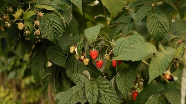 Лучшие сорта малины. смотреть онлайн