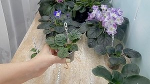 Что такое "стартёр" фиалки?