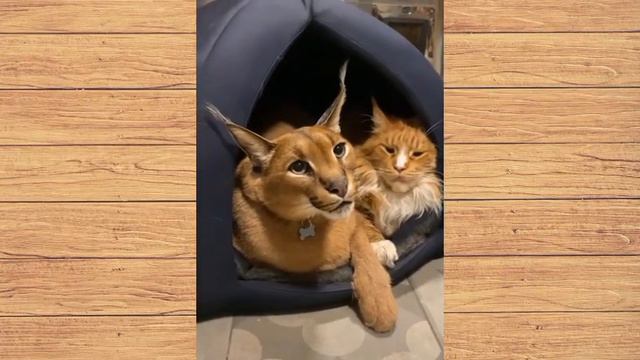 Очень милые животные! Смотри скорее! смотреть онлайн