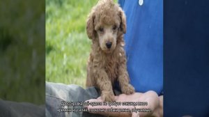 Той пудель: описание мини породы, характер, уход