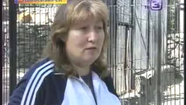 У лигра родилось потомство 20120920 смотреть онлайн