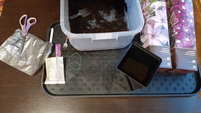 Как сохранить саженцы клематисов из коробки до их высадки в открытый грунт смотреть онлайн