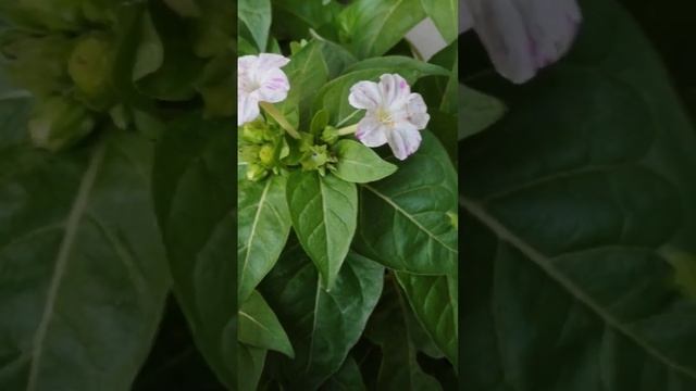 mirabilis jalapa with different shades of flowers #mirabilis jalapa. 4`o' clock #shorts  #gardening