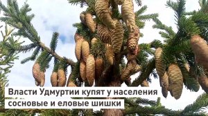 Власти Удмуртии купят у населения сосновые и еловые шишки