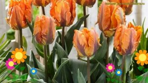 Тюльпан обыкновенный Орандж Рококо. Краткий обзор, описание характеристик tulipa Orange Rococo