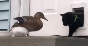 Смешные животные #2