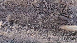 ТАК Я СЕЮ ЛИСТОВОЙ САЛАТ! Всходы быстрые и дружные!