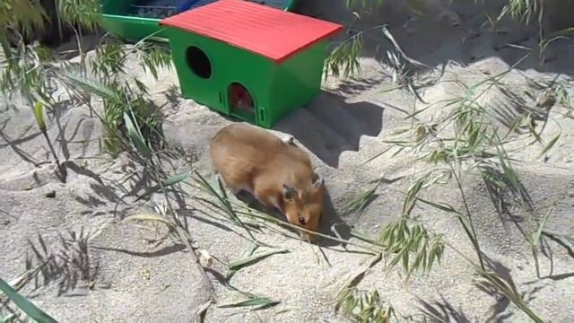 Как сирийские хомяки загорают на пляже смотреть онлайн