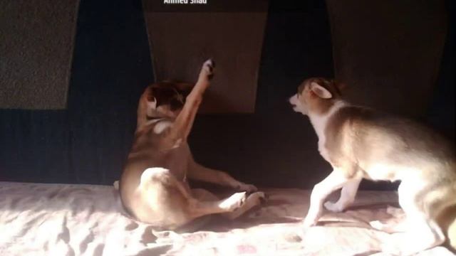 Египетские подранки. благородные и священные животные. смотреть онлайн