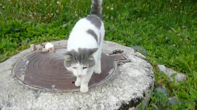 Добрыня 1 06 18год смотреть онлайн