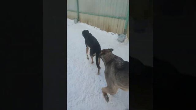 08.01.22 Кожуховский приют