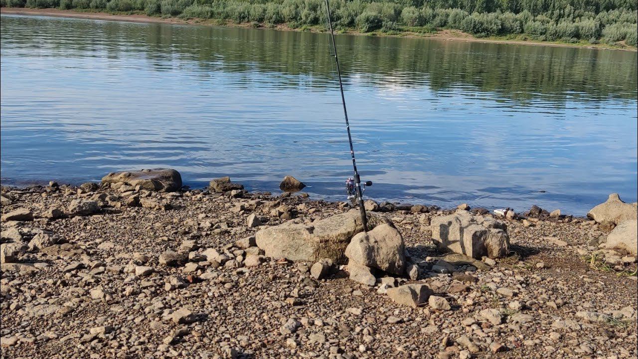 246 данек  щавел