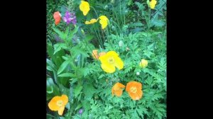 Мой сад.Горочные растения.Альпийский мак(Papaver alpinum ) ,ясенец(Dictamnus) и другие