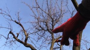 Обрезка абрикоса весной