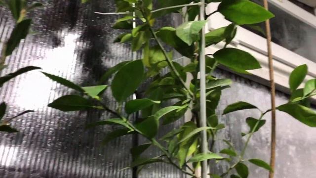 Обзор зимнего сада/углублённой теплицы, папайя, маракуйя, камелии и цитрусы, на улице -15, 13.01.24