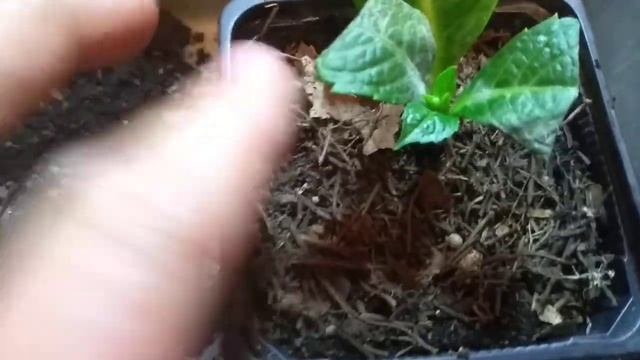 Укоренённые черенки гортензии за 20дней.