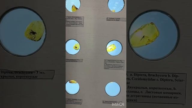 ? Выставка насекомых в янтаре  #янтарь #amber #инклюзы #inclusion #насекомые #инклюз