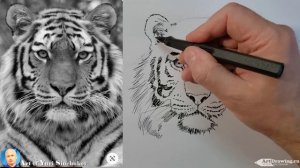 как нарисовать тигра как нарисовать тигра легко how to draw a tiger
