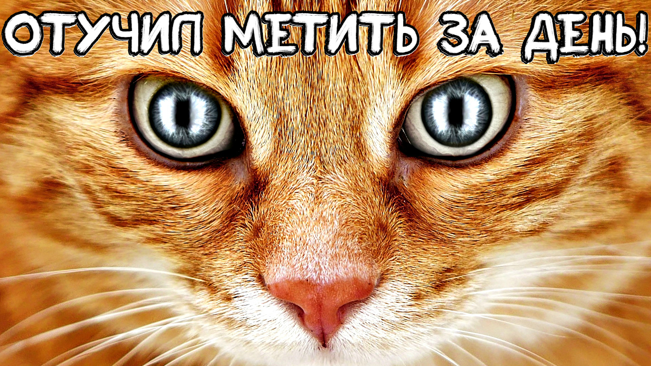 Рабочий способ отучить кота метить территорию дома. Как отучить кота метить территорию?