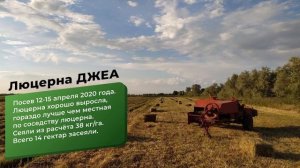 Отличный урожай люцерны в первый год. Казахстан, Алматинская область.