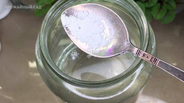 Вместе Эти Таблетки Оживят Любой Цветок и Запустят Пышное Цветение! Спатифиллум, Герань Прут в Рост смотреть онлайн