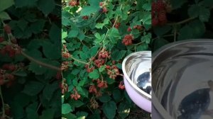 Ягода Ежемалина, делаем компоты