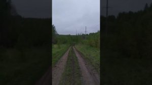 Можно ли оставить лес на землях сельхозназначения. Из личного опыта.