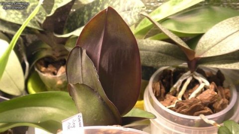 Орхидея кувшинка. Ращу из колбы. Обзор подрастающей необыкновенной орхидеи.