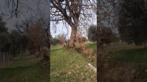 Дуб стоит высокий....