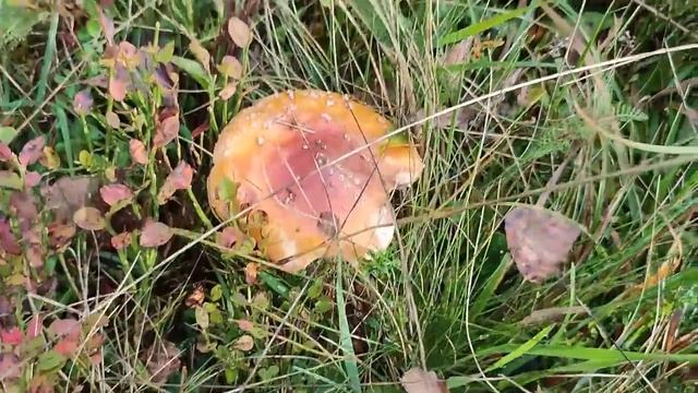 По гриби ПІСЛЯ ДОЩУ! Нарешті!!! На схилах полонини в Карпатах шукаємо БІЛІ ОСІННІ ГРИБИ! смотреть онлайн