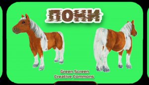 ПОНИ ЛОШАДКА хромакей футаж на зелёном фоне. Видео анимация GREEN SCREEN.