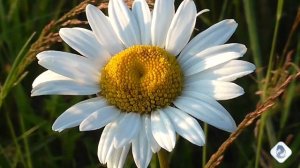 #МузыкаДуши #МелодияЛета#КрасотаПрироды#Видеоklass#ЖаннаДаценко#МузыкаКрасоты#Цветы#Лето#