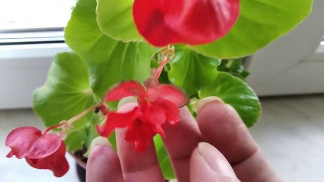 Бегония вечноцветущая красная махровая. смотреть онлайн