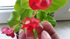 Бегония вечноцветущая красная махровая.