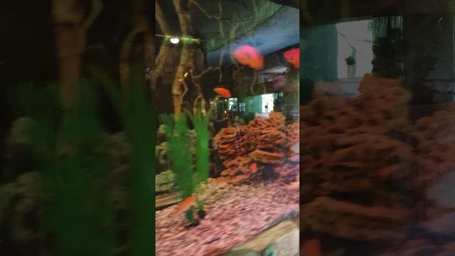 В зоопарке "Планета Обезьян" смотреть онлайн