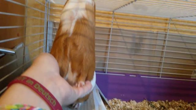 МОРСКАЯ СВИНКА И МОРКОВЬ смотреть онлайн