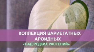 Коллекция вариегатных ароидных: монстера, филодендрон, сингониум, спатифиллум