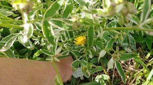 Doronicum orientale Little Leo & polemonium reptans Starway to Heaven