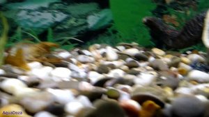 Линька флоридского рака. Калифорнийский рак.