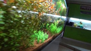 Обзор аквариума на 500 литров спустя 6 месяцев после запуска. Финал - продал!